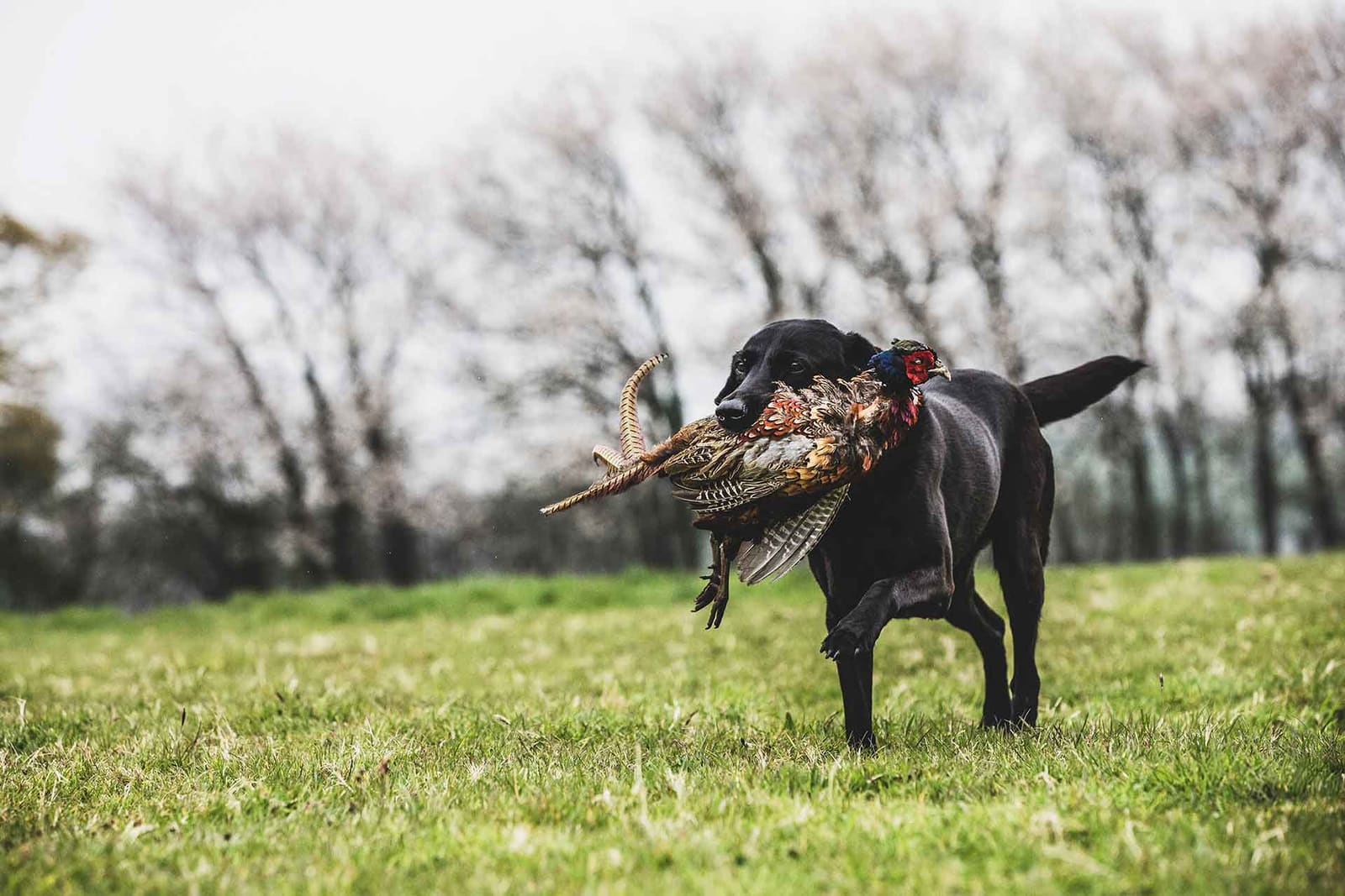 Hunting dog retrieving a pheasant in a field