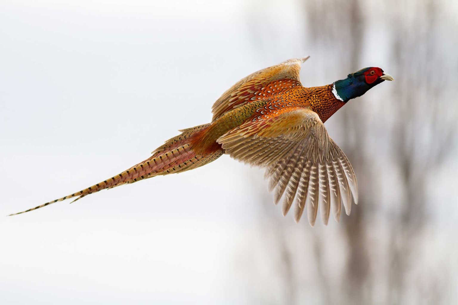 Pheasant in flight over the preserve